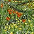 Poppy Trail